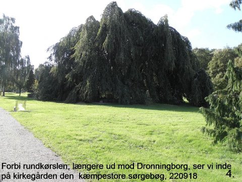 Det gamle træ II 004