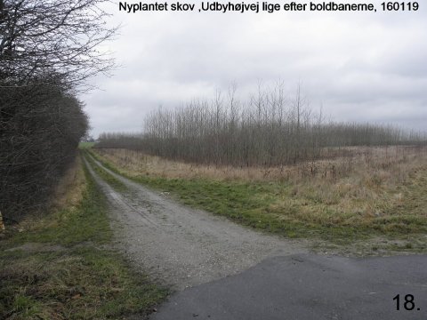 Nyplantet skov